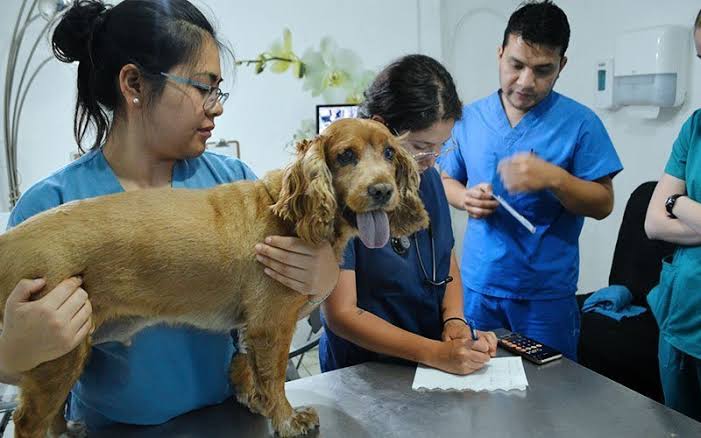 Veterinary Internships Abroad – International Veterinary Programs for Future Professionals